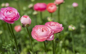 Ranunculus - Pastel Cotton Candy - 10 corms - large size