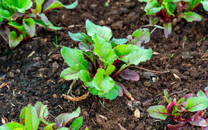 Beetroot Grow Guide PDF - DUTCH