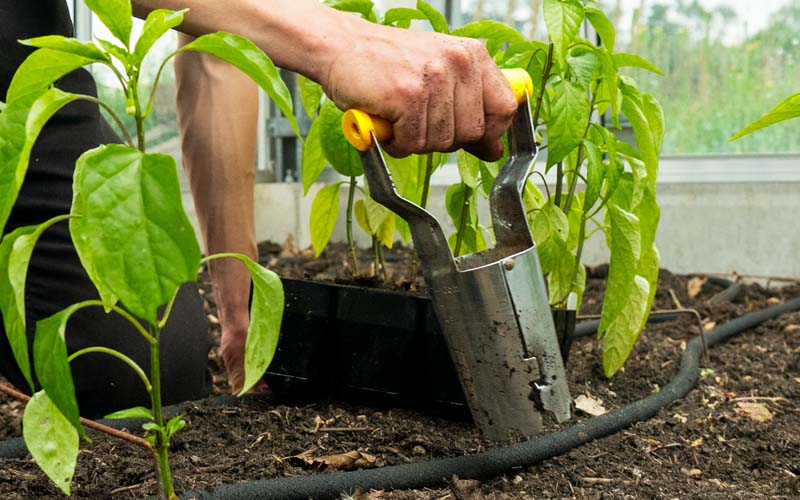 Stainless Steel Bulb planter