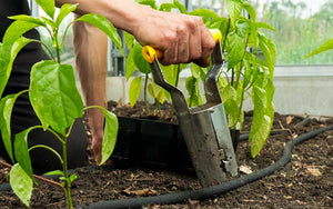 Jardinière à bulbes en acier inoxydable