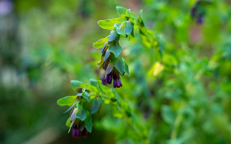 Honeywort (Cerinthe) - 50 seeds