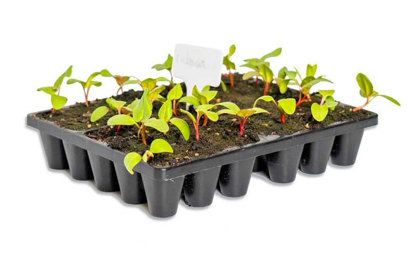 Containerwise® Charles Dowding 30 cell Sturdy Seed Tray (CD30)