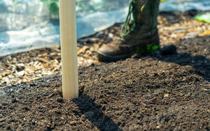 Plantoir en frêne - 85 cm