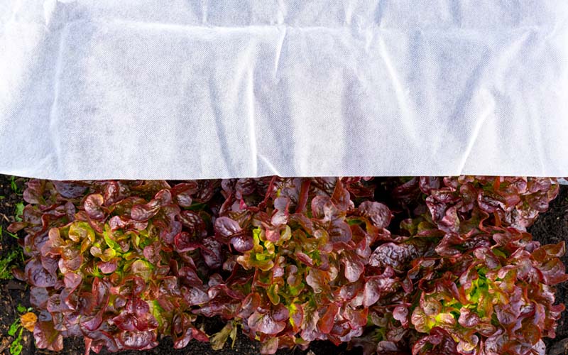 Fleece frost protection for plants - 22 x 2 m strong fabric