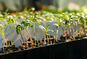 Durable seed tray