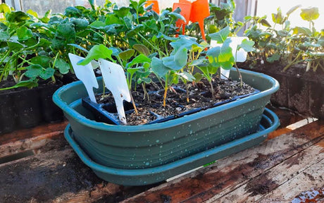 Small Sturdy Propagator With Lid and Air Vent (24x17cm)