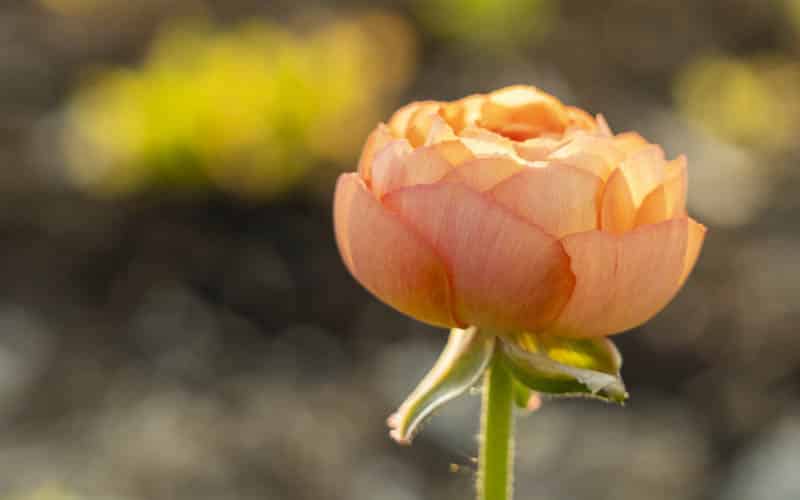 Ranunculus - Peach mix - 10 corms - large size