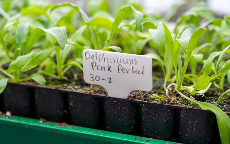 Reusable Plant Labels Tall (20x) for Pencil