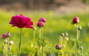 Ranunculus - Raspberry - 10 corms - large size