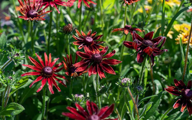 rudbeckia cherry brandy plants Grow Rudbeckia Cherry Brandy for Striking Deep Red Blooms – The Farm Dream