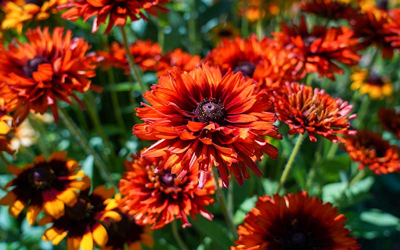 Grow Rudbeckia Cherokee Sunset for Stunning Double Blooms – The