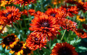 Rudbeckia hirta Cherokee Sunset - 100 zaden