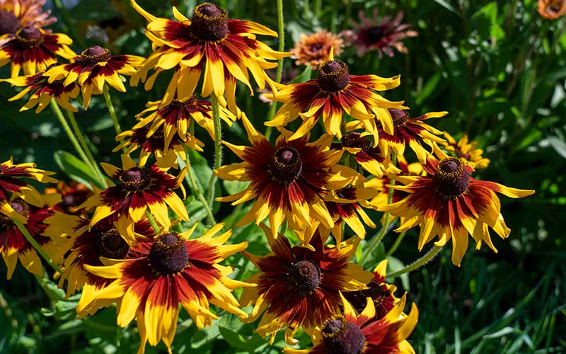 Rudbeckia hirta Sputnik - 200 Samen