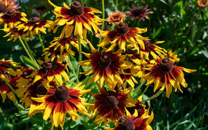 Rudbeckia hirta Sputnik - 200 seeds