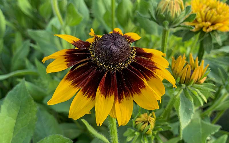 Rudbeckia hirta Sputnik - 200 Samen