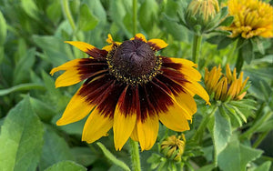 Rudbeckia hirta Spoutnik - 200 graines