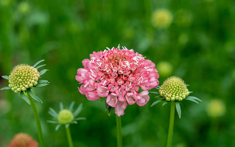 Scabiosa Zalmkoningin - 50 zaden