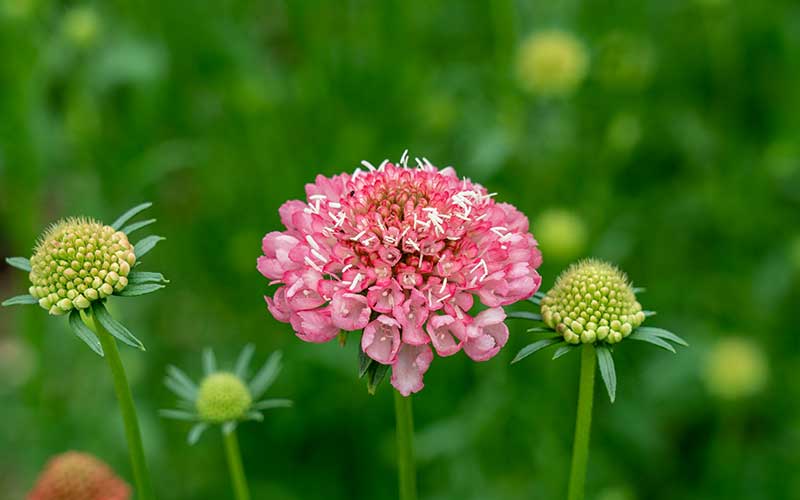 scabiosa flower seeds Grow Stunning Salmon Queen Scabiosa from Seed – The Farm Dream