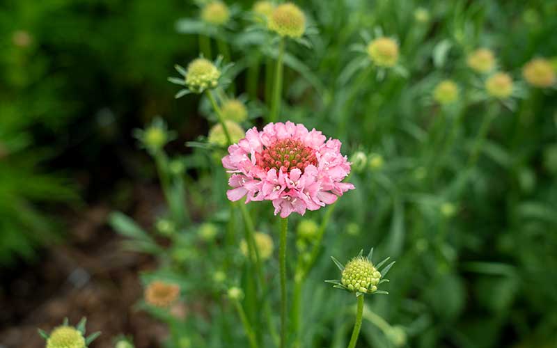 Scabiosa Salmon Queen - 50 zaden