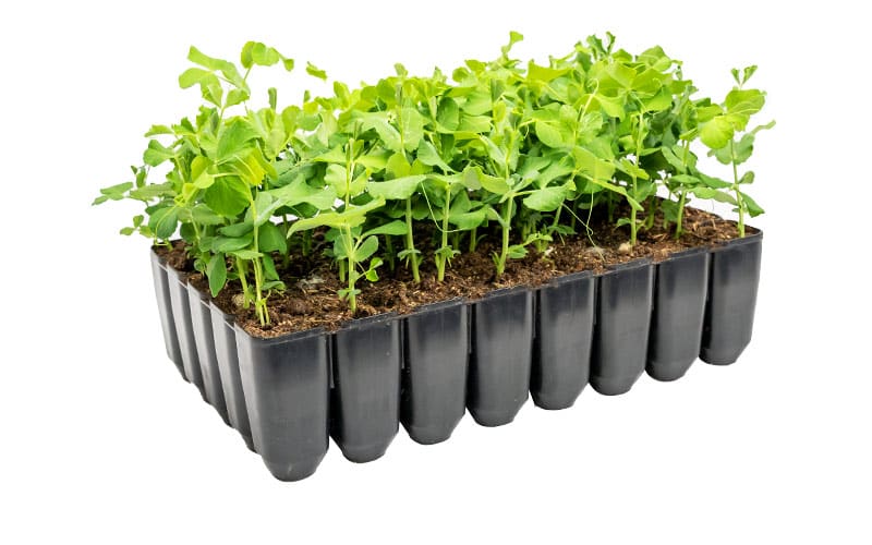 Durable Deep 40-Cell Seed Tray for Healthy Root Development