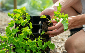 Sturdy 28 cell Seed Tray