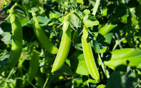 Sugar peas Delikett - XL pack