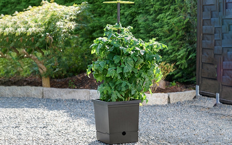 Tomato pot, self-watering - 100% recycled materials