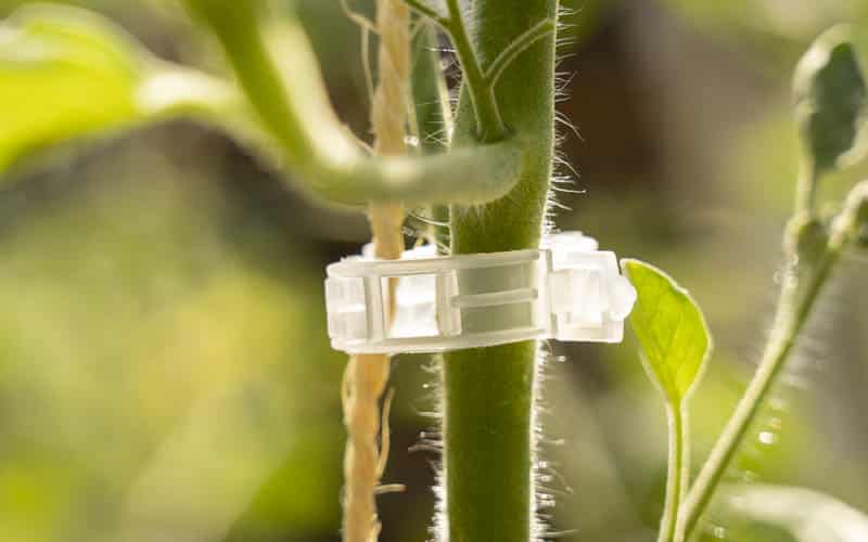 plastic clips for tomato plants Efficient Tomato Support Clips - Secure with Ease