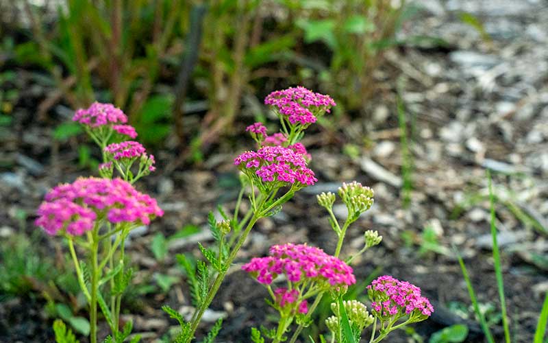 Achillea millefolium Cerise Queen (achillée millefeuille)