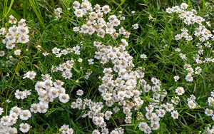 Achillea ptarmica The Pearl (sneezewort yarrow)