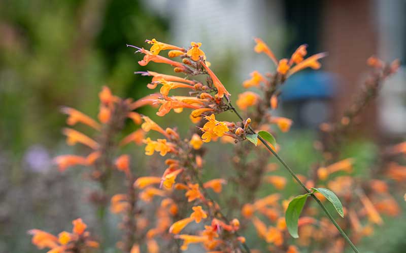 Agastache Apricot sprite (Hyssop) - 35 seeds