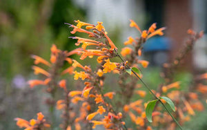 Agastache Apricot Sprite (Ysop) - 35 Samen