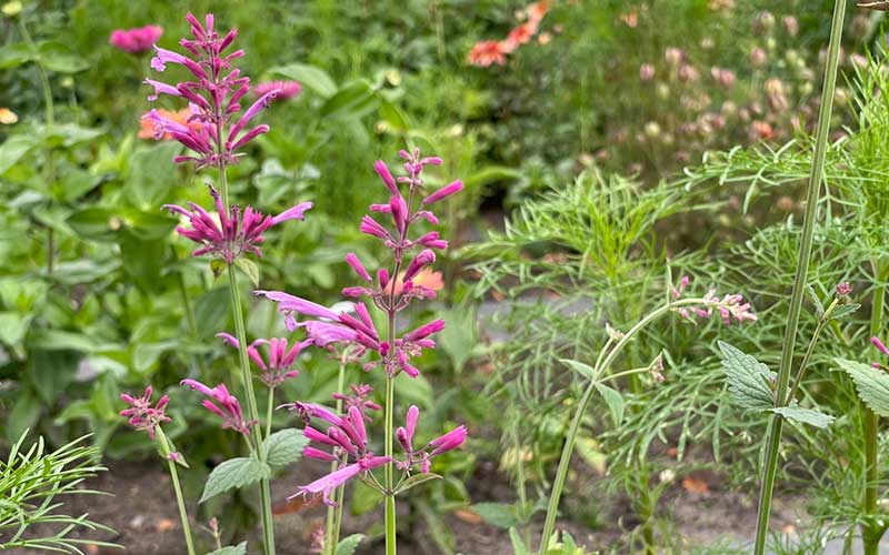 Agastache Heather Queen (Hysope) - 50 graines