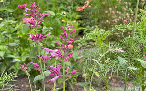 Agastache Heather Queen (Hysope) - 50 graines