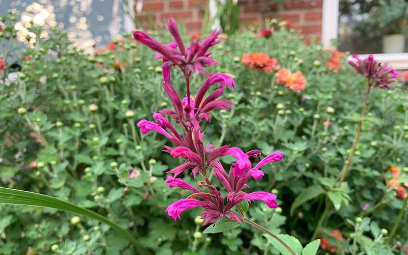 Agastache Heather Queen (Hysope) - 50 graines