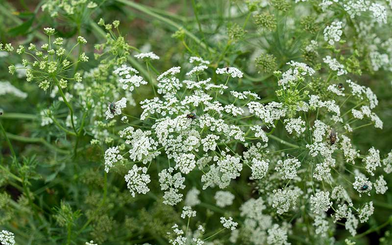 Queen Anne's Lace (Ammi visnaga) Brume verte - 200 graines