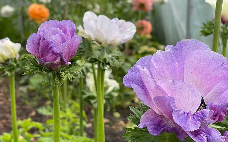 Anemone mix - 10 large corms - blue white red purple