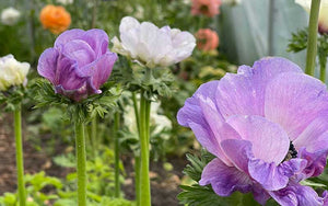 Anemonenmischung - 10 große Knollen - blau weiß rot lila