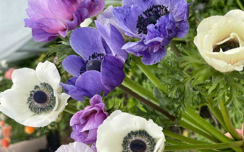 Anemone mix - 10 large corms - blue white red purple