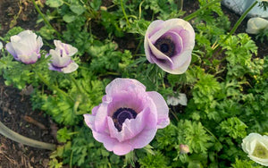 Anemone mix - 10 large corms - blue white red purple