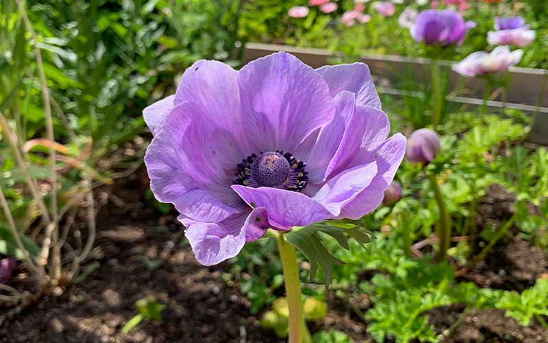 Spring Anemone pastel purple - 10 corms - Large size