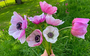 Anemone Unicorn - 10 corms - Large size