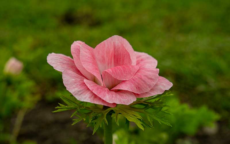 Spring anemone Vintage Pink - 10 corms - Large size