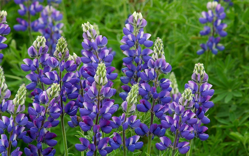 Lupine Avalune Blue (annual) - 100 seeds