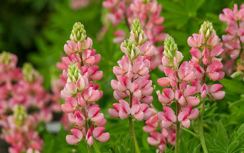 Lupine Avalune Salmon Pink (annual) - 100 seeds