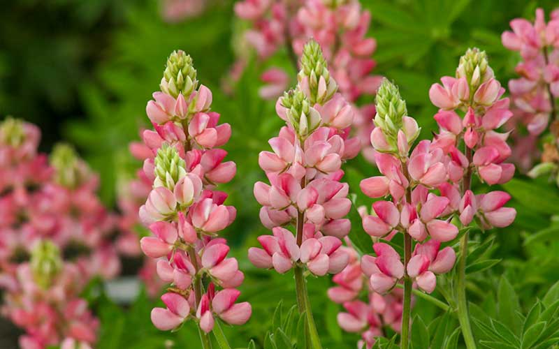 Stunning Annual Salmon Pink Lupine Seeds for Modern Gardens  The Farm Dream