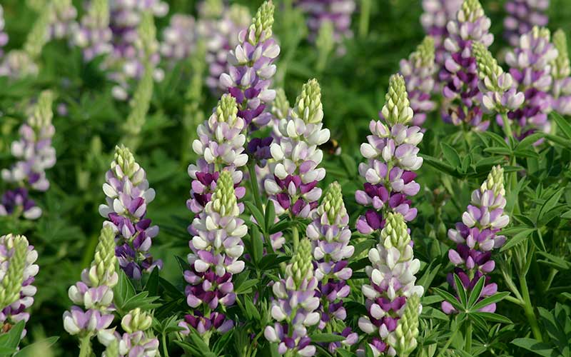 Lupine Avalune Lilac and White (annual) - 100 seeds