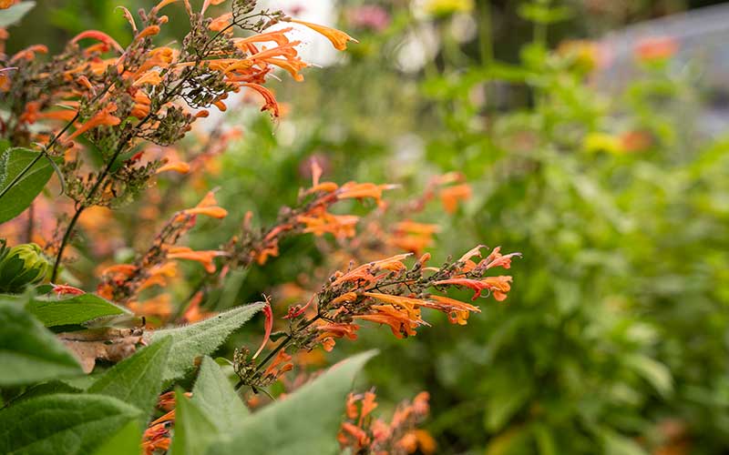 Agastache Apricot sprite (Hyssop) - 35 seeds