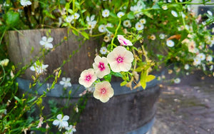 Phlox Cherry Caramel - 150 seeds