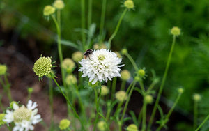 Scabiosa Fille des Neiges - 50 graines